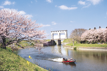 長門川水門のサクラ