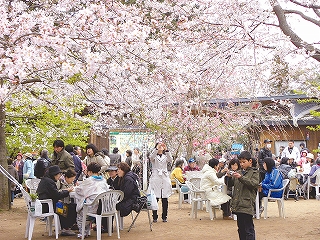 さくら祭り