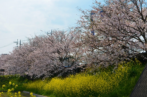 さくら　国道356線