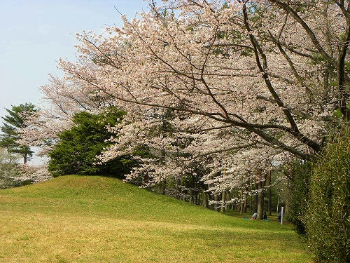 さくら　古墳広場