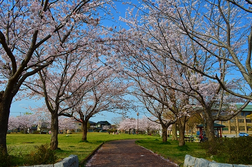 さくら　安食台第一近隣公園