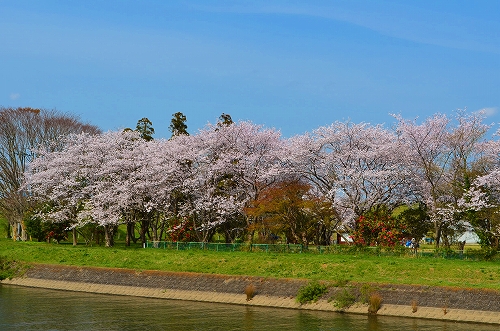 さくら　長門川公園