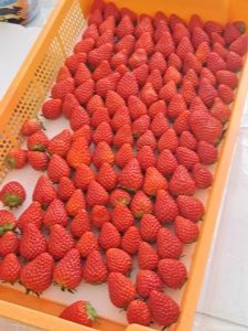 いちごむら８