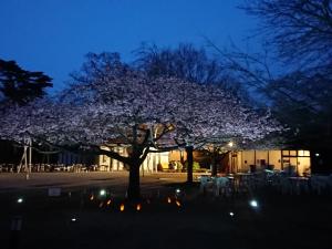 さくらまつり